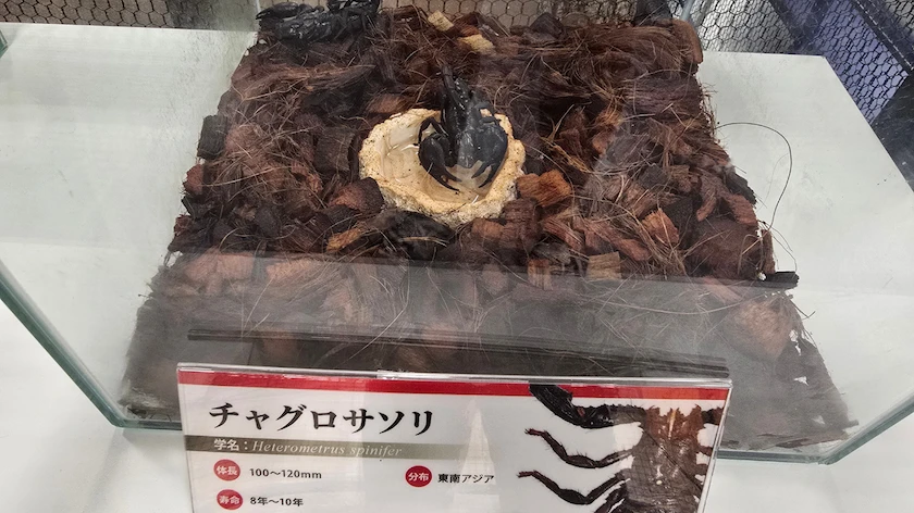 カブト・クワガタ ふれあいの森 in 仙台 2026