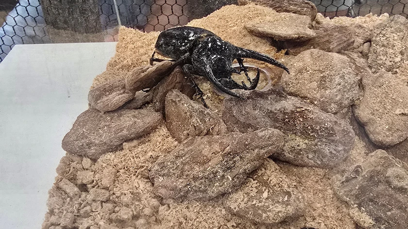 カブト・クワガタ ふれあいの森 in 仙台 2026