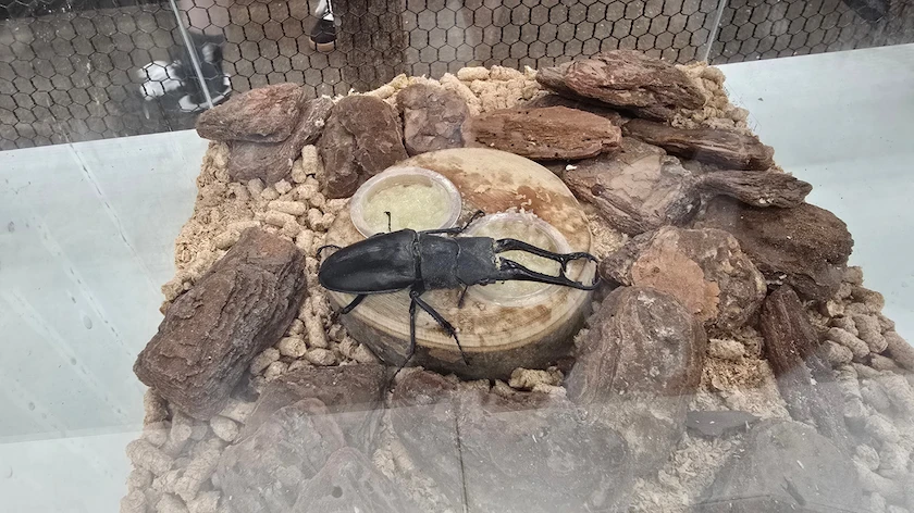 カブト・クワガタ ふれあいの森 in 仙台 2026