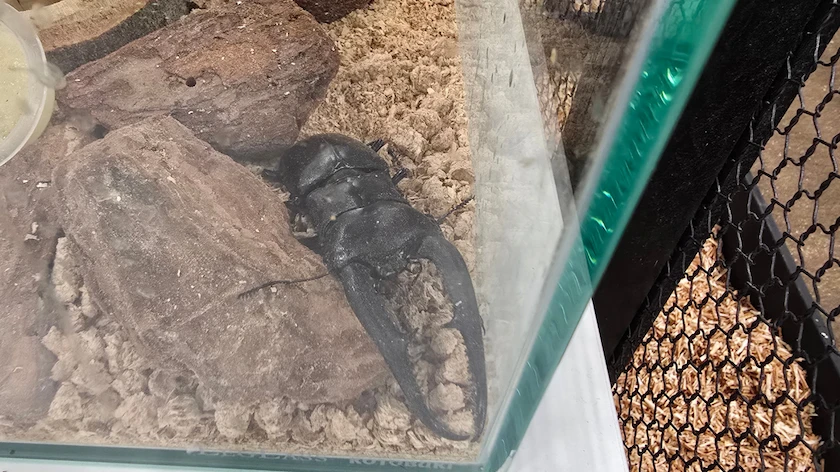 カブト・クワガタ ふれあいの森 in 仙台 2026