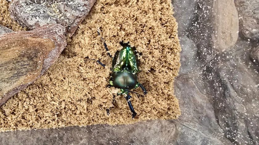 カブト・クワガタ ふれあいの森 in 仙台 2026