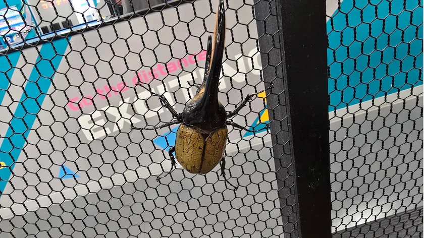 カブト・クワガタ ふれあいの森 in 仙台 2026