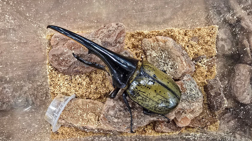 カブト・クワガタ ふれあいの森 in 仙台 2026