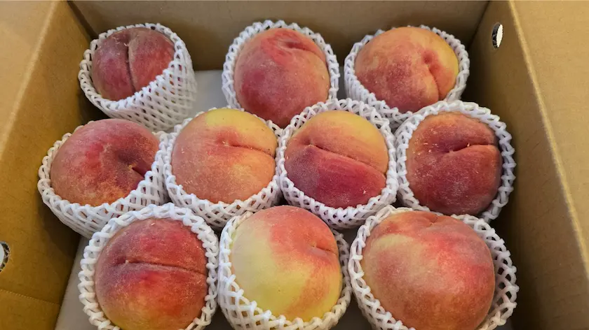 実際に届いた 訳あり 山梨市産 桃 約3kg (7玉~13玉)を開封