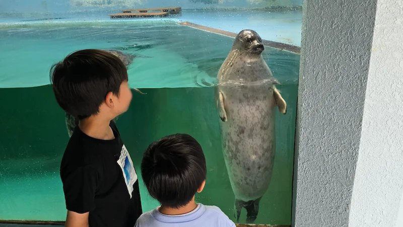 小樽水族館のアザラシ