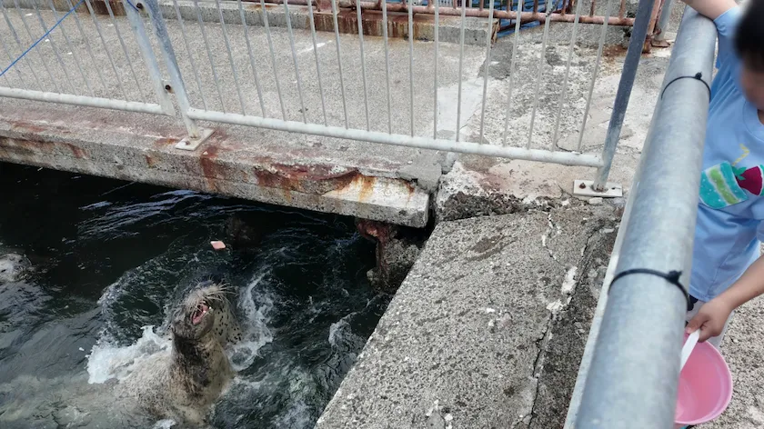 おたる水族館の様子（海獣公園）